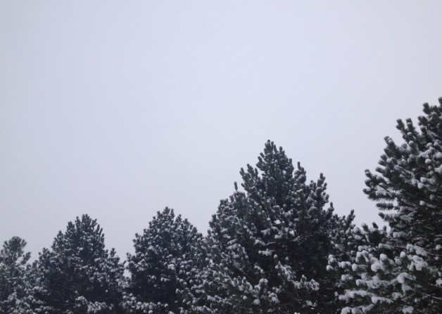 Snow in the pines
