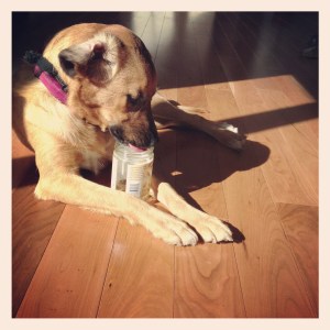 How many licks does it take to get to the center of a peanut butter jar?All of them.