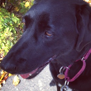 lab border collie queen